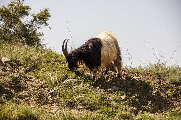 绵羊和山羊图片下载