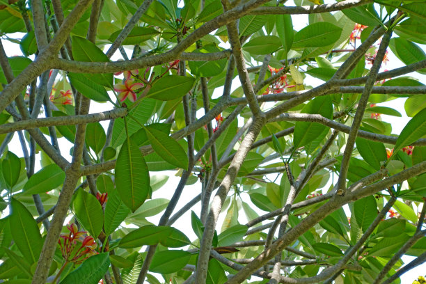 热带花卉放大照相图片下载