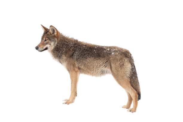 狼的侧面孤立地站在白色背景上图片下载