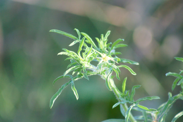 库曼豚草近距离视图与前景的选择性焦点图片下载