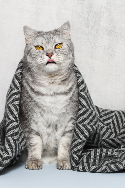 猫被温暖的格子布覆盖着，伸着舌头图片下载
