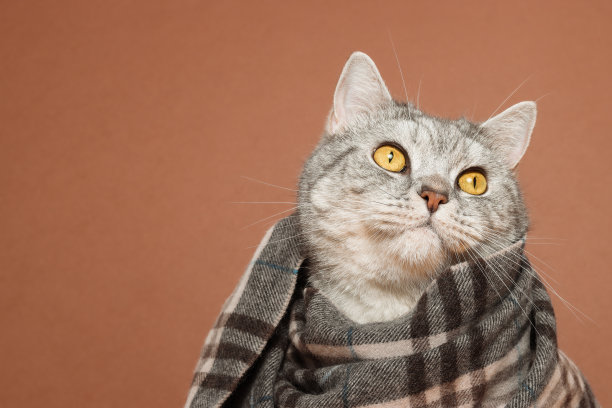 有趣的猫肖像戴着温暖的围巾图片下载
