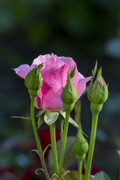 粉红玫瑰在黎明绽放。玫瑰花蕾上的露珠。有选择性的重点。图片下载
