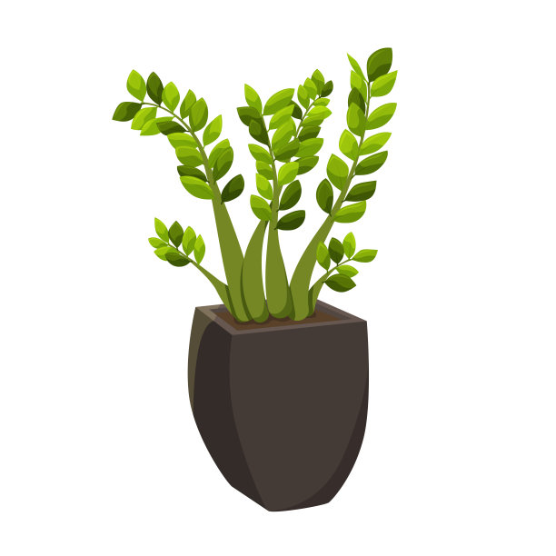 Vector zamioculcas花在一个花盆。室内植物隔离在白色背景。自制的平色植物。图片下载