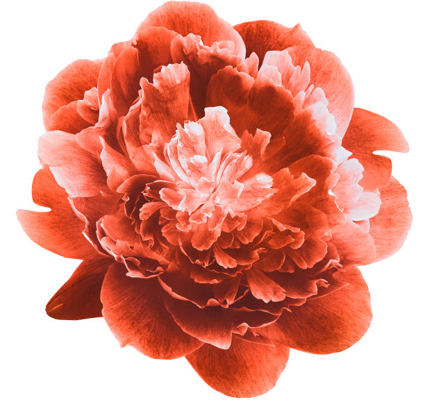 橙色牡丹花在白色孤立的背景与修剪路径。特写镜头。为设计。大自然。图片下载