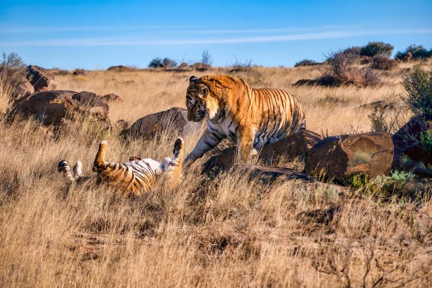 老虎的交配行为，表现为雄性对雌性的统治。图片下载