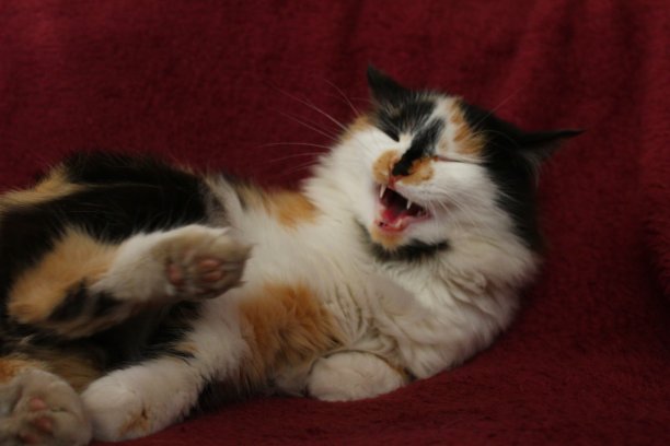 毛茸茸的猫在床上打哈欠图片下载