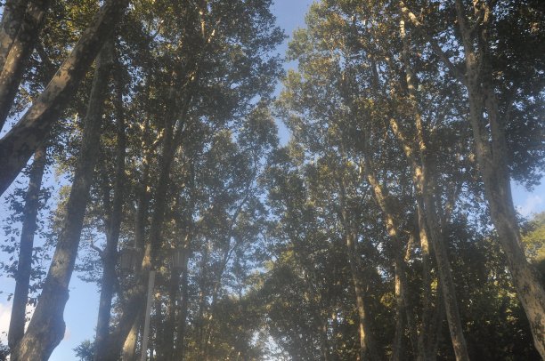 一条有树的路图片下载