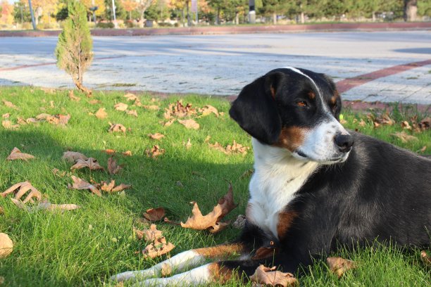 狗，狗图片下载