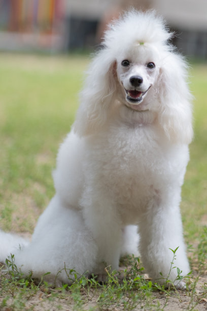 白色的玩具贵宾犬图片下载
