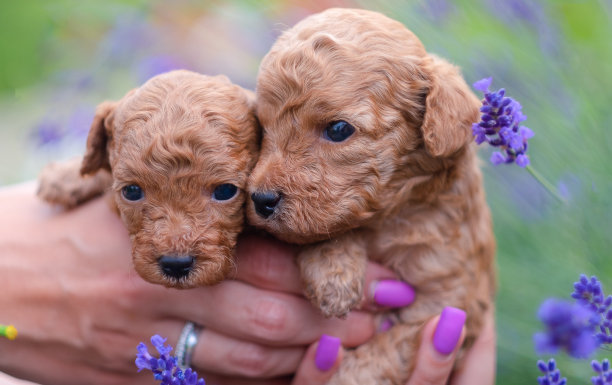 两只红色的玩具狮子狗在女人的手里。图片下载