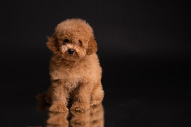 贵宾犬,玩具狗图片下载