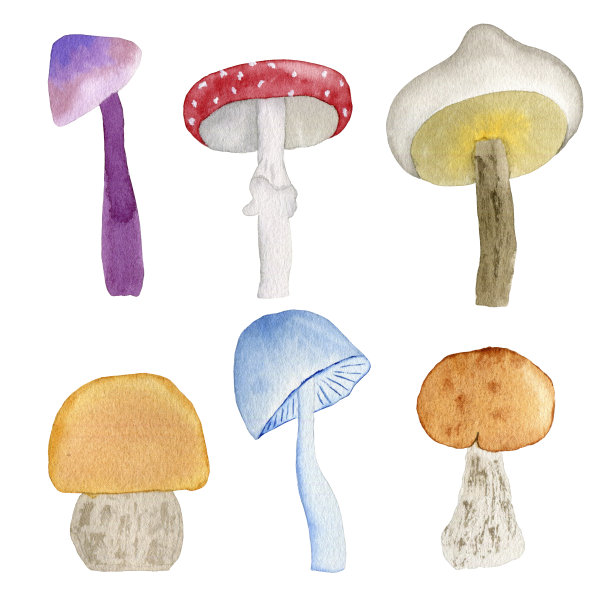 秋天森林蘑菇集。水彩插图。图片下载