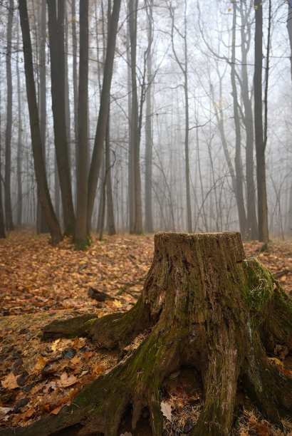 长满苔藓的老树桩图片下载