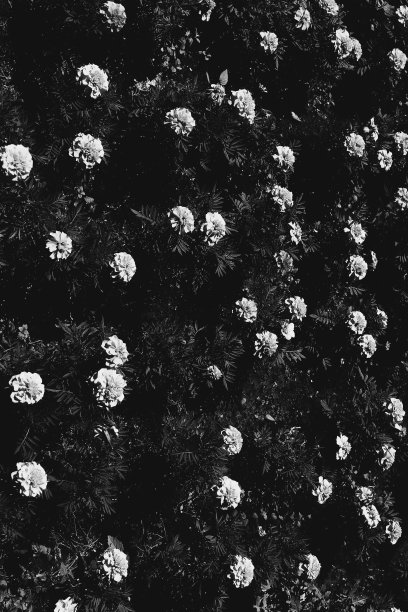 一个简单而美丽的黑白背景的植物和花朵，叶子和花序。聚焦模糊和背景模糊艺术图片下载