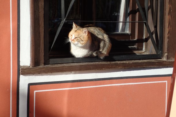 猫坐在窗户上图片下载