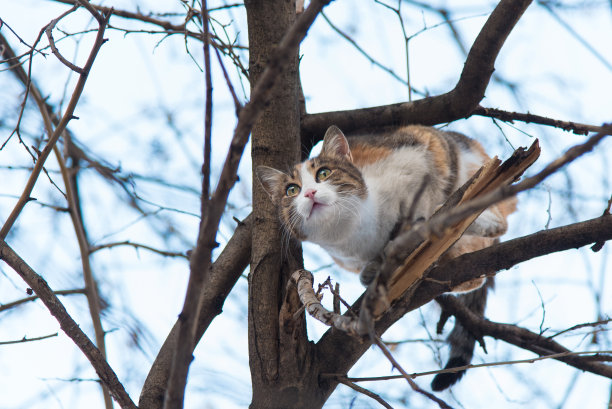 树上的猫图片下载