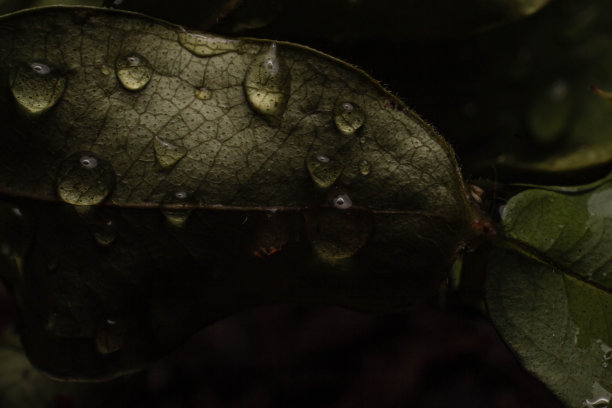 绿色叶子上的雨滴的微距照片。图片下载