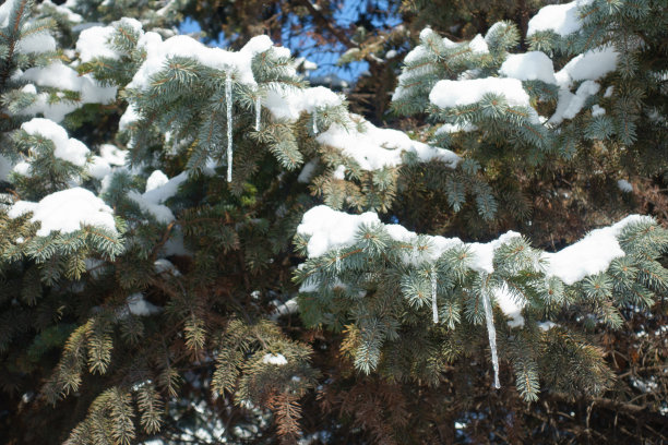云杉树叶与雪和冰柱在二月图片下载