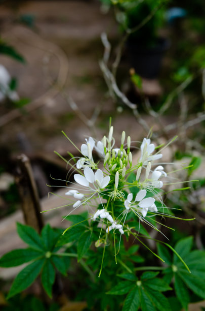 鲜花盛开在森林里，柔和聚焦图片下载