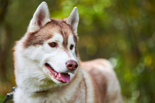 纯种的西伯利亚哈士奇狗伸出舌头，友好快乐的西伯利亚哈士奇狗在自然中行走图片下载
