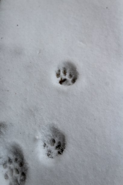 冬天雪地上的猫爪印图片下载