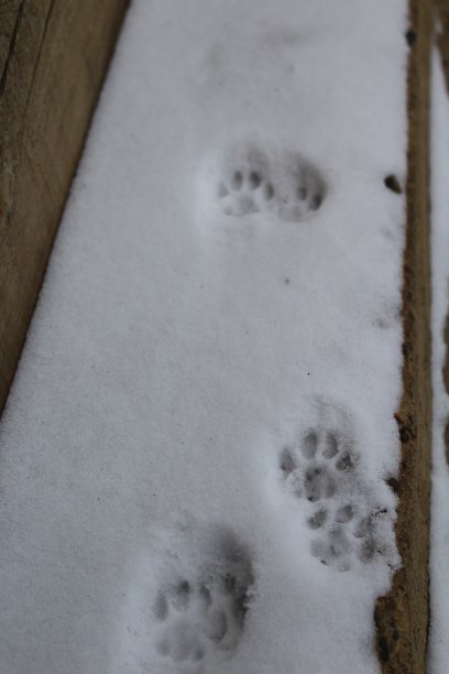 冬天雪地上的猫爪印图片下载