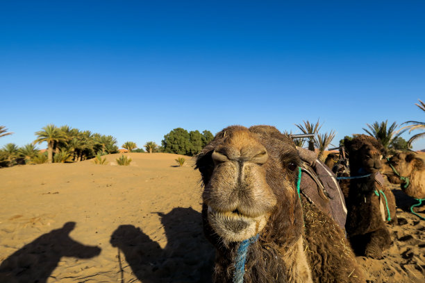 沙漠中的骆驼，照片为背景图片下载