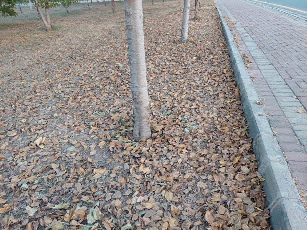 秋天的时候树叶干了又走图片下载