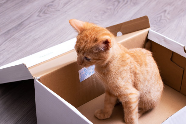 小猫在纸板箱里玩图片下载
