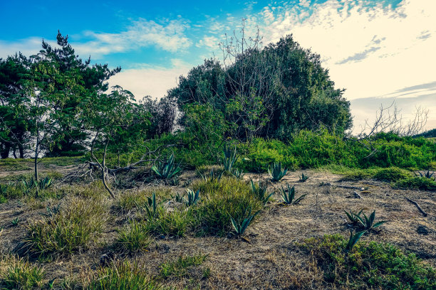 澳大利亚内陆的干燥灌木和植物。图片下载