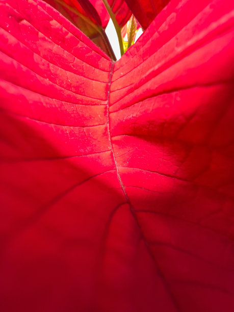 一株美丽的红色室内植物正在开花。图片下载