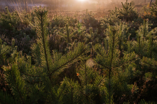 早上蜘蛛网图片下载