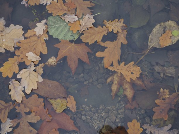 公园在秋天图片下载