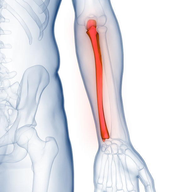 人体骨骼系统尺骨关节解剖学图片下载