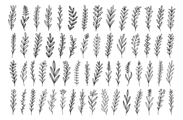 一套手画的古董植物小枝图片下载