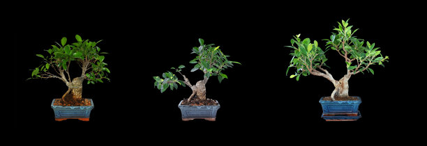 花了两年的时间开发了一个虎皮无花果盆景图片下载