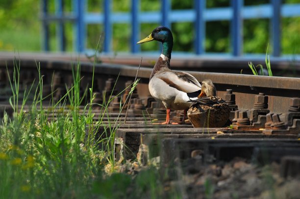 野鸭。一对鸟，雄性和雌性，坐在铁轨之间的铁轨上。在河上，在桥和河的附近。图片下载