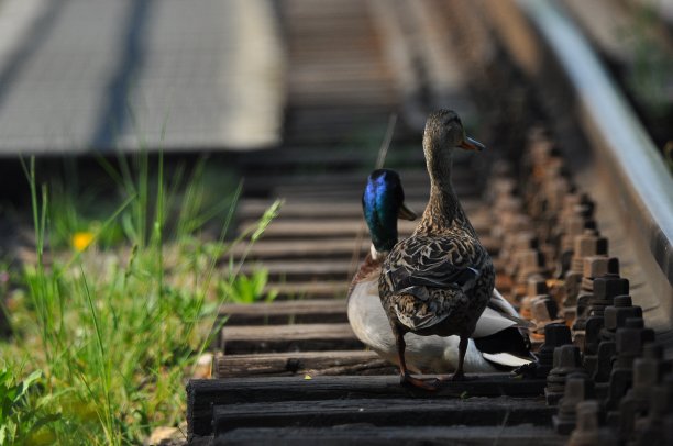 野鸭。一对鸟，雄性和雌性，坐在铁轨之间的铁轨上。在河上，在桥和河的附近。图片下载