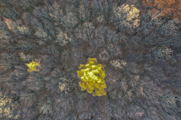 鸟瞰春天的森林。自然的绿色背景。无人机拍摄的照片图片下载