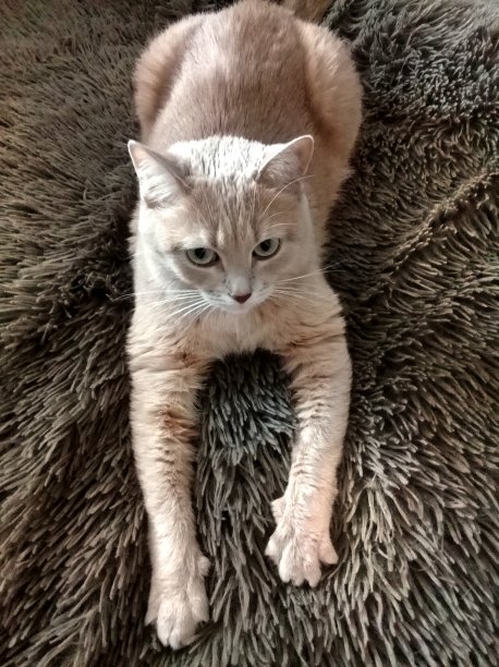 可爱的猫姜图片下载