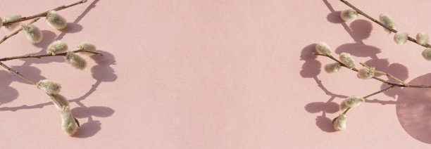 柳枝与柳絮，开花柳枝与阴影在粉红色的纸全景背景。一个空间的副本，一张空白的明信片，复活节的横幅图片下载