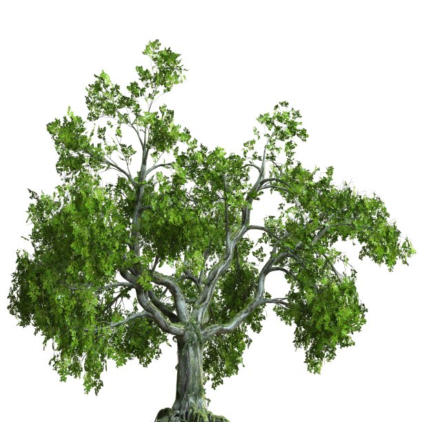 夏季树三维插图孤立在白色背景图片下载