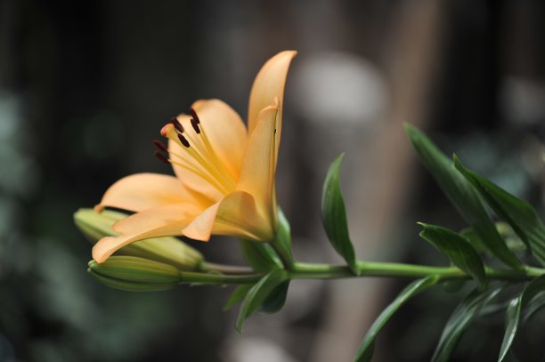 橙色的莉莉图片下载