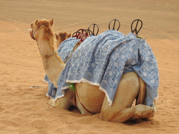 骆驼躺在沙漠的沙子给游客图片下载