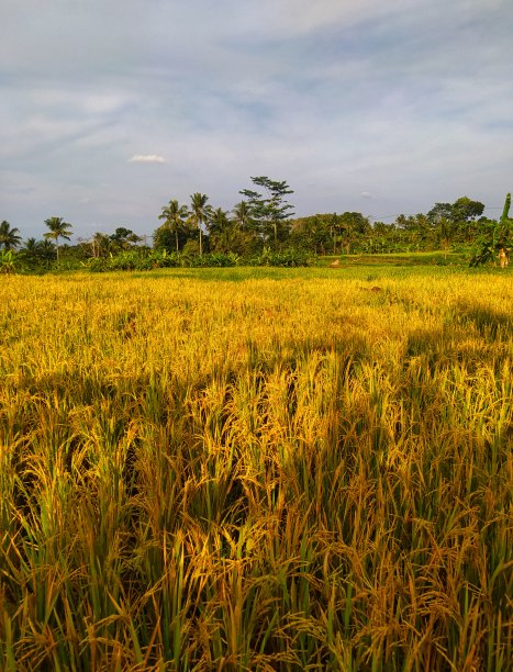 稻田与水稻的景色图片下载