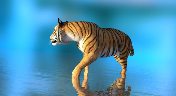 老虎在水中蓝色背景3d插图图片下载