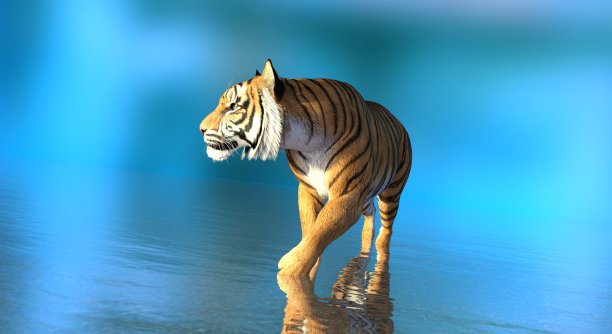 老虎在水中蓝色背景3d插图图片下载