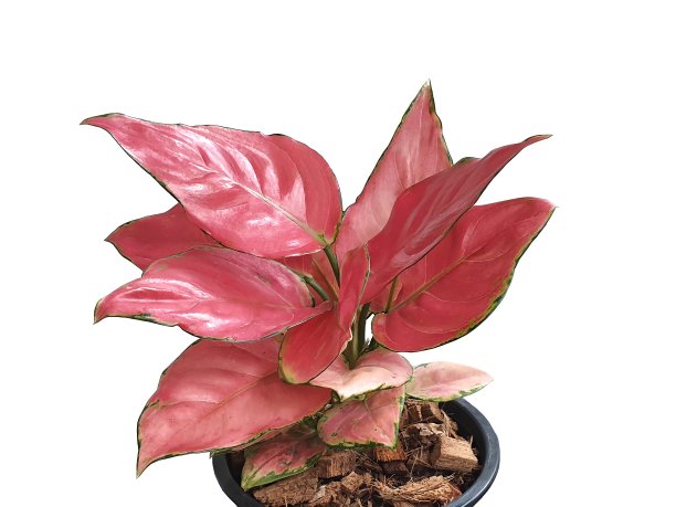 阿格拉内玛暹粉在一个黑色的锅孤立在白色的背景与复制空间。图片下载