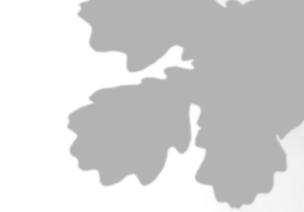 夏日的背景是白墙上橡树叶和树枝的影子。白色和黑色的照片或模型图片下载